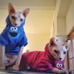 Sphynx Cat Hoodie-Sesame Street, Bambino Cat Sweatshirt revisão fotográfica