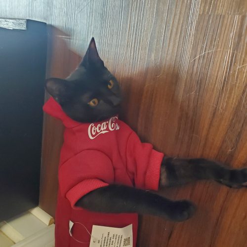 Kitten Hoodie-CocaCola Sweatshirt for Cat, Bambino Cat photo review
