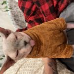 Gatos con suéteres - Reseña fotográfica de tela de chenilla