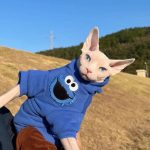 Sphynx Cat Hoodie-Sesame Street, Bambino Cat Sweatshirt photo review