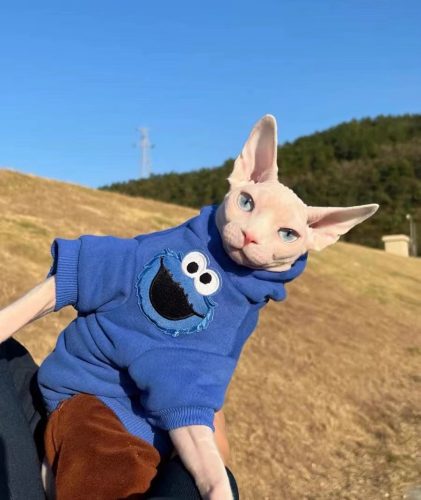Sphynx Cat Hoodie-Sesame Street, Bambino Cat Sweatshirt revisão fotográfica