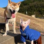 Sphynx Cat Hoodie-Sesame Street, Bambino Cat Sweatshirt revisão fotográfica