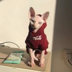 Kitten Hoodie-CocaCola Sweatshirt para gato, revisão fotográfica do gato Bambino