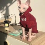 子猫用パーカー・コカコーラ・スウェット・バンビーノ猫写真レビュー