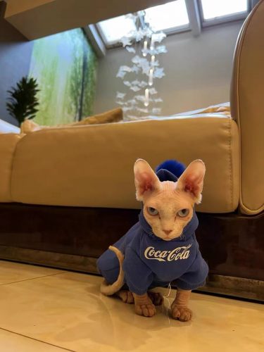 Kitten Hoodie-CocaCola Sweatshirt for Cat, Bambino Cat photo review