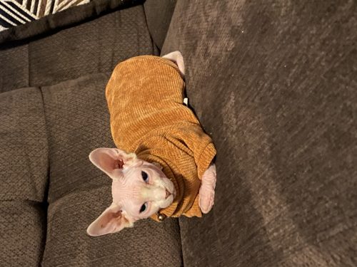 Gatos con suéteres - Reseña fotográfica de tela de chenilla