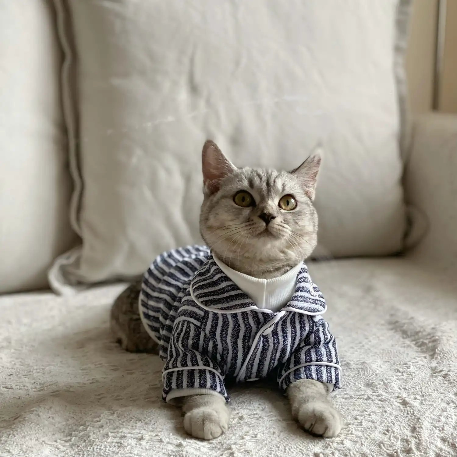 Kitty Pajamas for Cats  Pajamas for Cats, Pajamas for Sphynx Cat