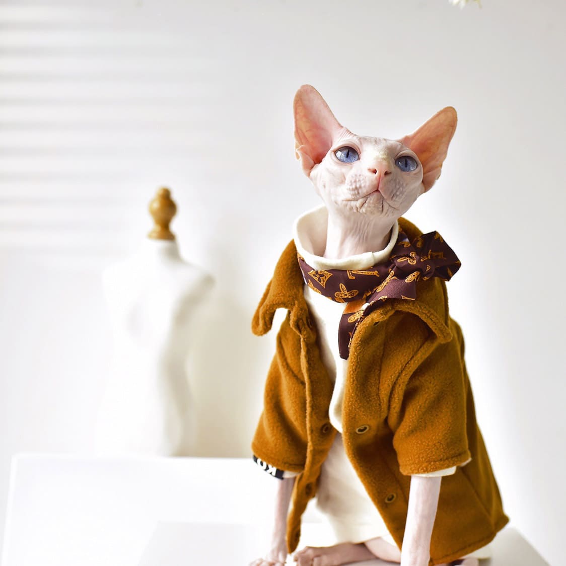 Sphinx cat wearing a coat with fur Stock Photo