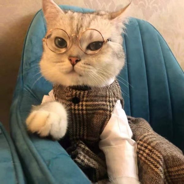 Suit for Cat | Hairless Cat in Blazer, Luxurious British Blazer for Sphynx