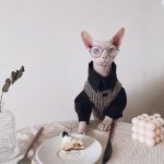 Suit for Cat | Hairless Cat in Blazer, Luxurious British Blazer for Sphynx