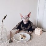 Suit for Cat | Hairless Cat in Blazer, Luxurious British Blazer for Sphynx