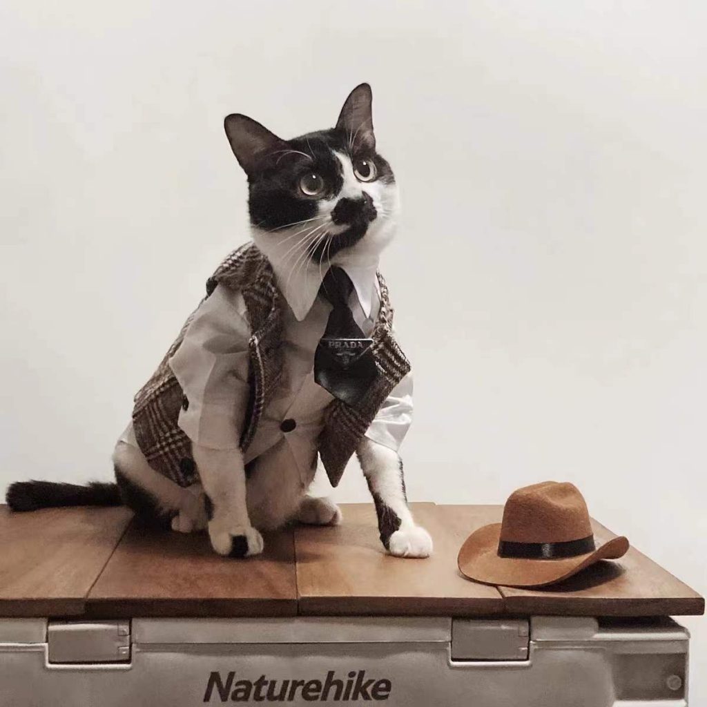 Suit for Cat Hairless Cat Blazer, Luxurious British Blazer for Sphynx
