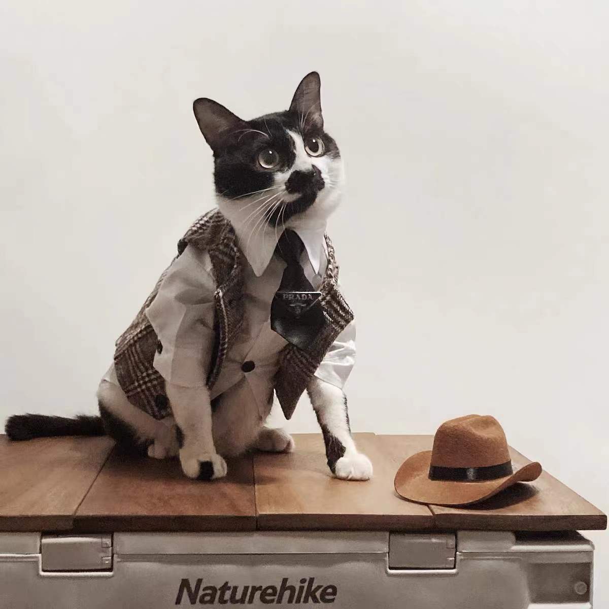 Suit with cats on it clearance