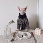 Suit for Cat | Hairless Cat in Blazer, Luxurious British Blazer for Sphynx