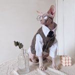 Suit for Cat | Hairless Cat in Blazer, Luxurious British Blazer for Sphynx