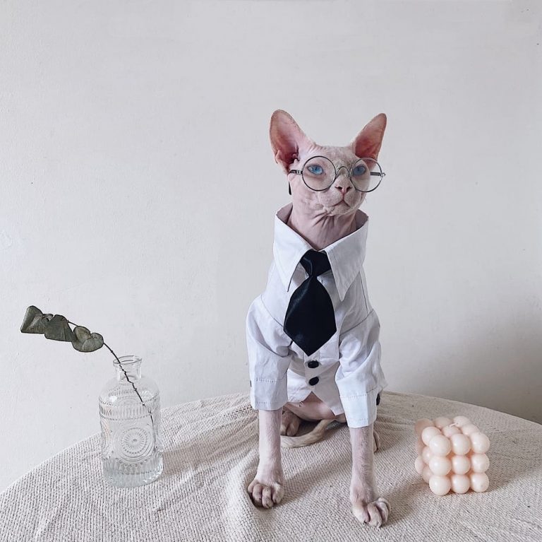 Suit for Cat Hairless Cat Blazer, Luxurious British Blazer for Sphynx