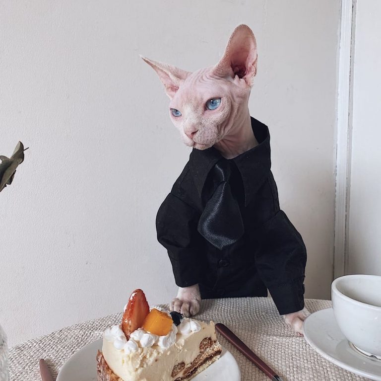 Suit for Cat Hairless Cat Blazer, Luxurious British Blazer for Sphynx