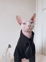 Suit for Cat | Hairless Cat in Blazer, Luxurious British Blazer for Sphynx