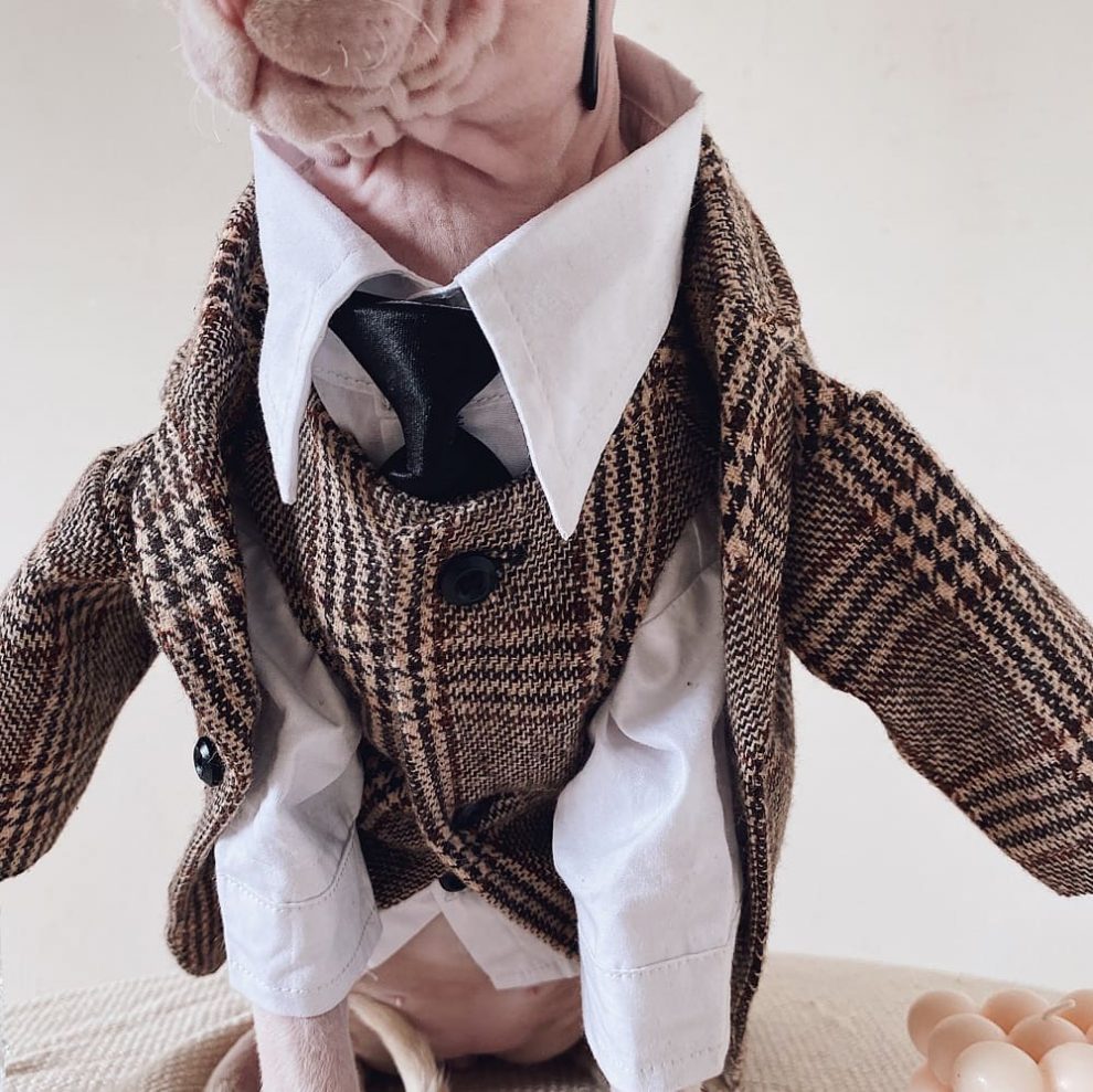 Suit for Cat Hairless Cat Blazer, Luxurious British Blazer for Sphynx