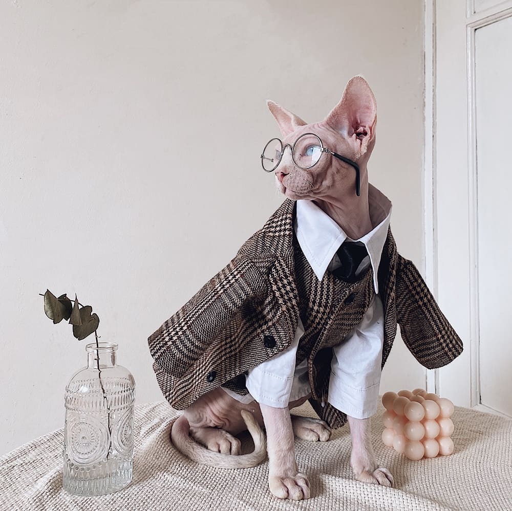 Suit for Cat | Hairless Cat in Blazer, Luxurious British Blazer for Sphynx