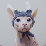キャット・イン・ファニー・ハット パンク・チー・ハット（猫用）、猫が被る帽子、猫用アクセサリー