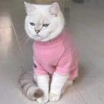 Cats Sweater | Sphynx Cat Clothes Sweater, Pink Sweater for Cat