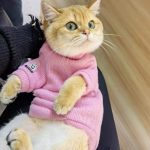 Cats Sweater | Sphynx Cat Clothes Sweater, Pink Sweater for Cat