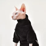 Cats with Sweaters-Cat wears sweater