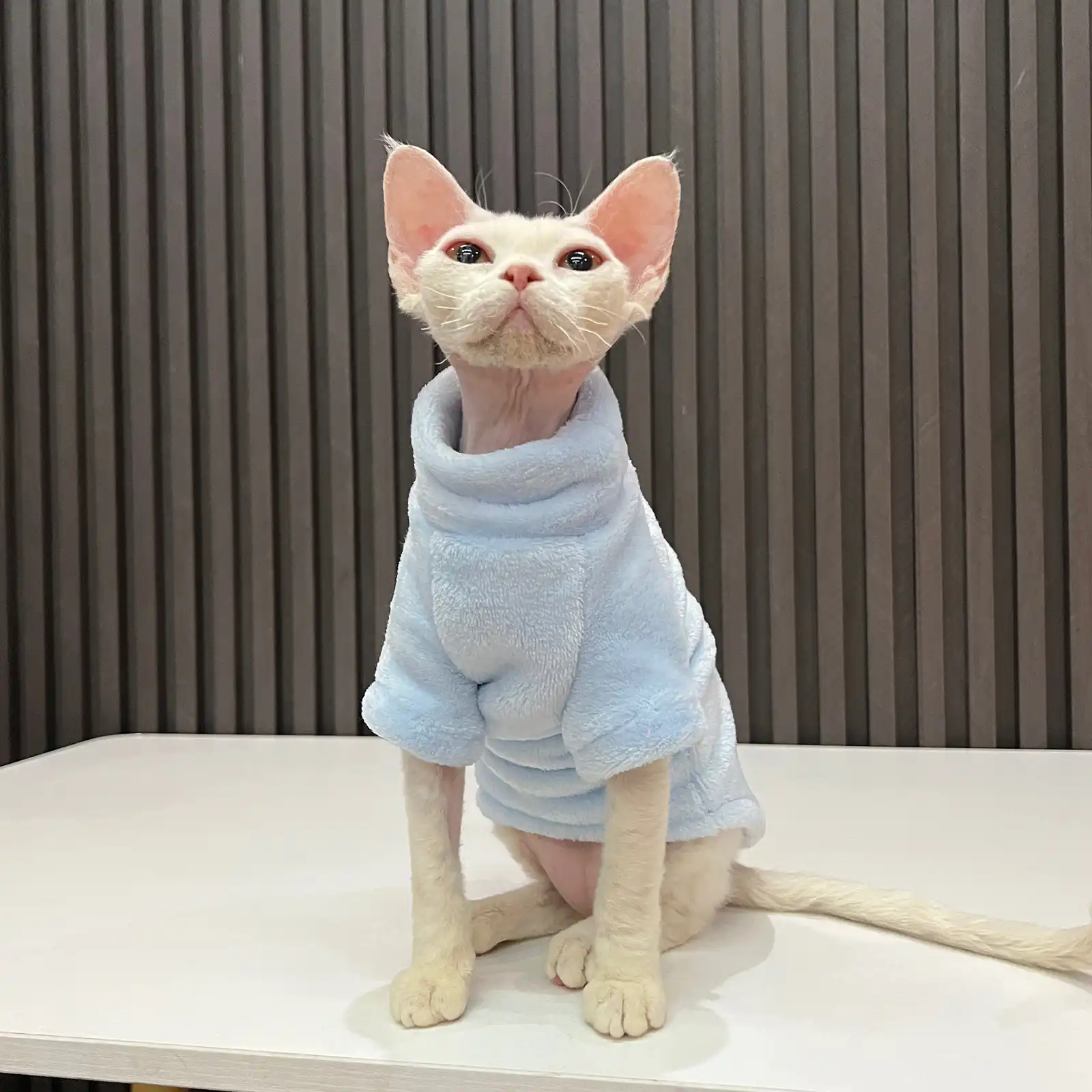 Designer Cat Sweater  LV Sweater for Sphynx, Designer Sweater