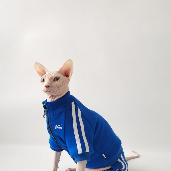 Cats Wearing Jackets-Sphynx wear blue jacket
