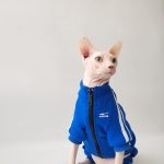 Chats portant des vestes-Sphynx portant une veste bleue