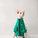 Gatti che indossano giacche-Sphynx indossa una giacca verde