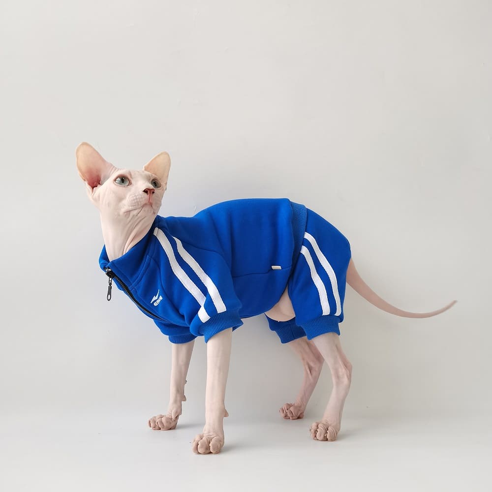 Cats Wearing Jackets-Sphynx wear blue jacket