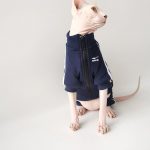 Gatti che indossano giacche-Sphynx indossa una giacca blu navy