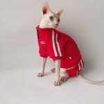 Cats Wearing Jackets-Sphynx wear red jacket