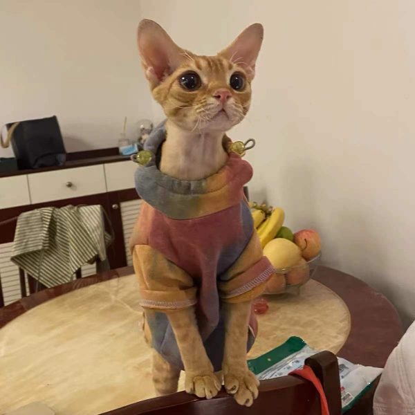 Katzen in Kapuzenpullis - Devon Rex trägt einen Kapuzenpulli