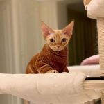 Gatti con maglioni-Gatto con maglione