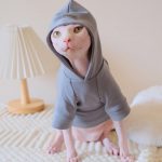 Cats wearing Hoodies | Kitten Sweatshirt, Cat Hoodies for Cats