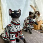 Sphynx Cat Shirt-Katze trägt guuci Shirt