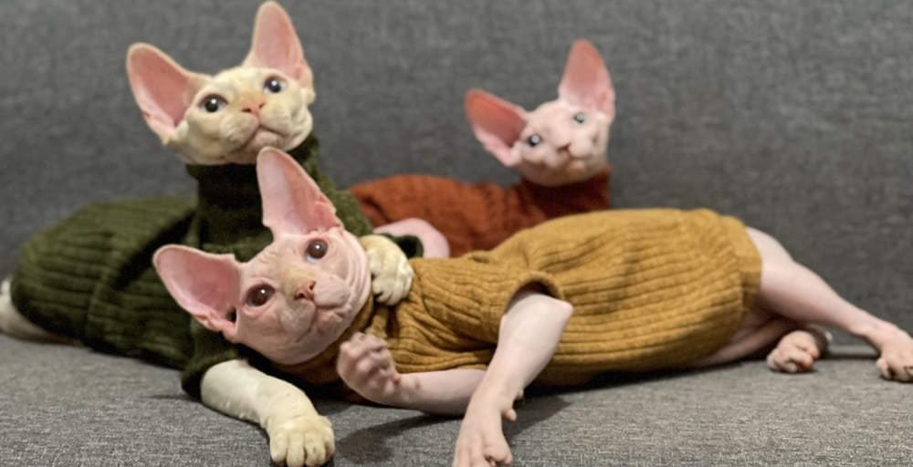do sphynx cats need sweaters?Three Sphynx wear colorful sweaters
