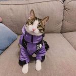 Die Katzengesichtsjacke - Tabby trägt eine lila Jacke