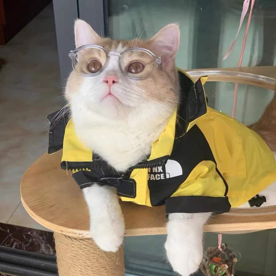 cat wearing puffer jacket