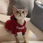 Kitten Hoodie-Devon Rex wears the hoodie