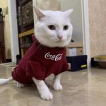 子猫パーカー-中国牧歌的な猫が着るパーカー
