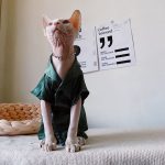 Kätzchen Schlafanzug für Katzen - grüner Schlafanzug