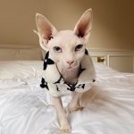 LV Pajamas for Cats-Sphynx wears LV pajama