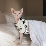 LV Pajamas for Cats-Sphynx wears LV pajama