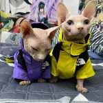 Die Katzengesichtsjacke - Zwei Bambino-Jacken