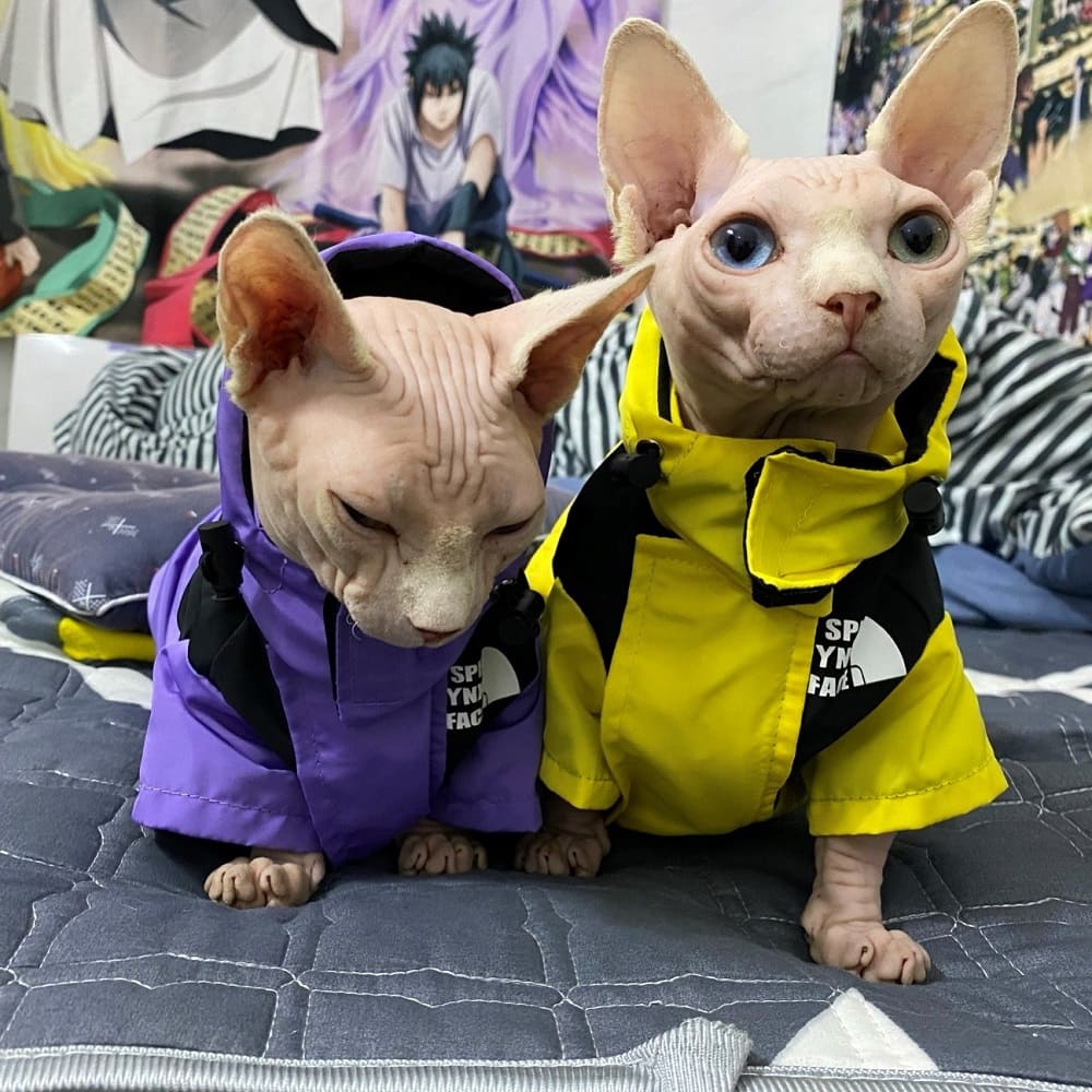 cat wearing puffer jacket