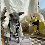 The Cat Face Jacket | The North Face Chaqueta para Sphynx, Chaqueta para Gato